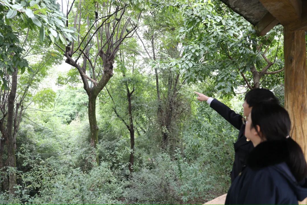 【长江生态检察官】九龙坡：邮寄的鸽子竟是画眉鸟？川渝检察机关携手守护寄递安全